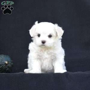 Winston, Maltese Puppy